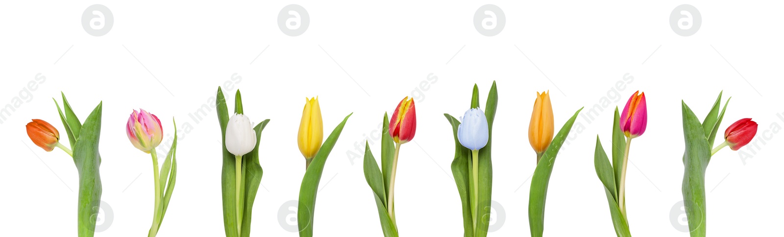 Image of Set of beautiful tulips in different colors isolated on white