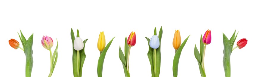 Image of Set of beautiful tulips in different colors isolated on white