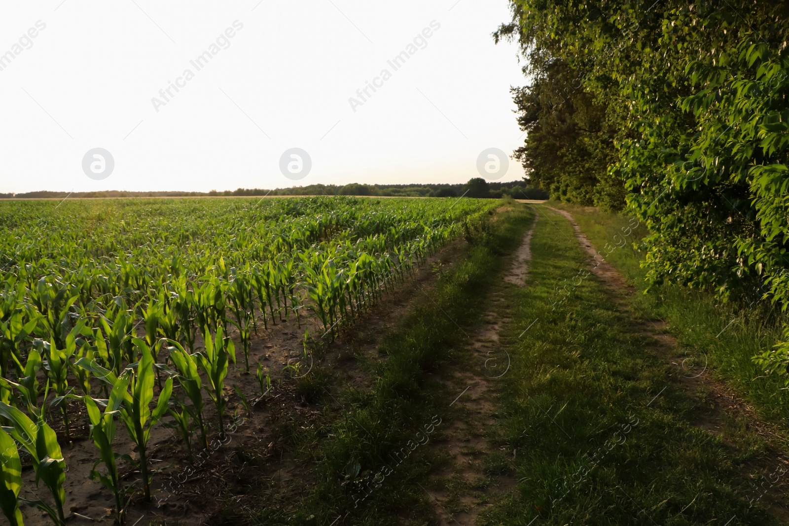 Photo of Beautiful agricultural field with green corn plants on sunny day