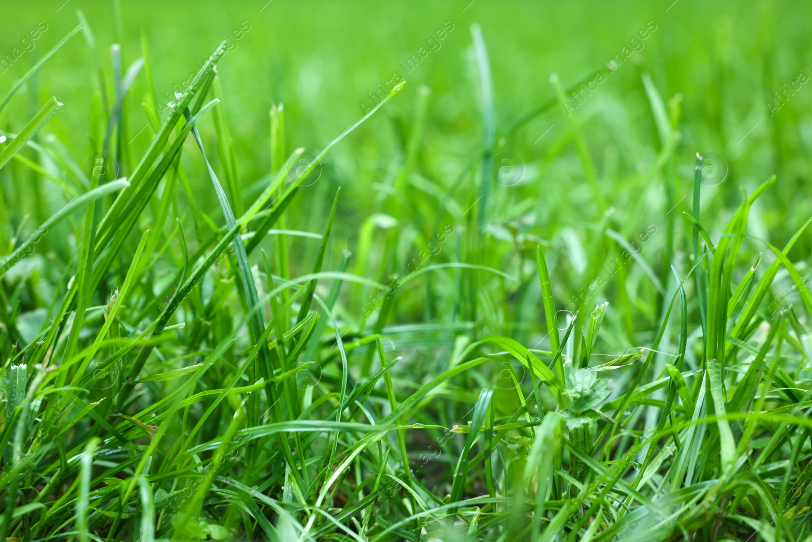 Photo of Fresh green grass growing outdoors in summer, closeup