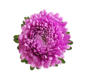 Beautiful bright aster flower on white background, top view