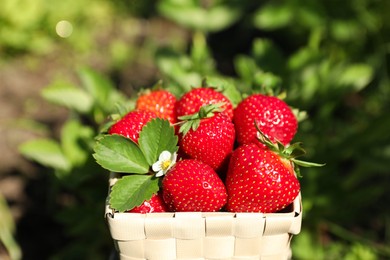 Basket of ripe strawberries in field on sunny day, closeup