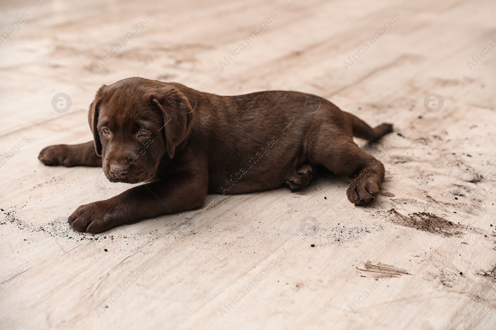 Photo of Chocolate Labrador Retriever puppy and dirt on floor indoors