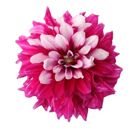 Beautiful pink dahlia flower isolated on white