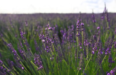 Photo of Beautiful blooming lavender plants growing in field, closeup