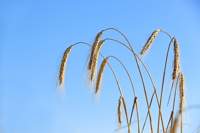 Photo of Wheat spikelets against blue sky on sunny day. Cereal grain crop
