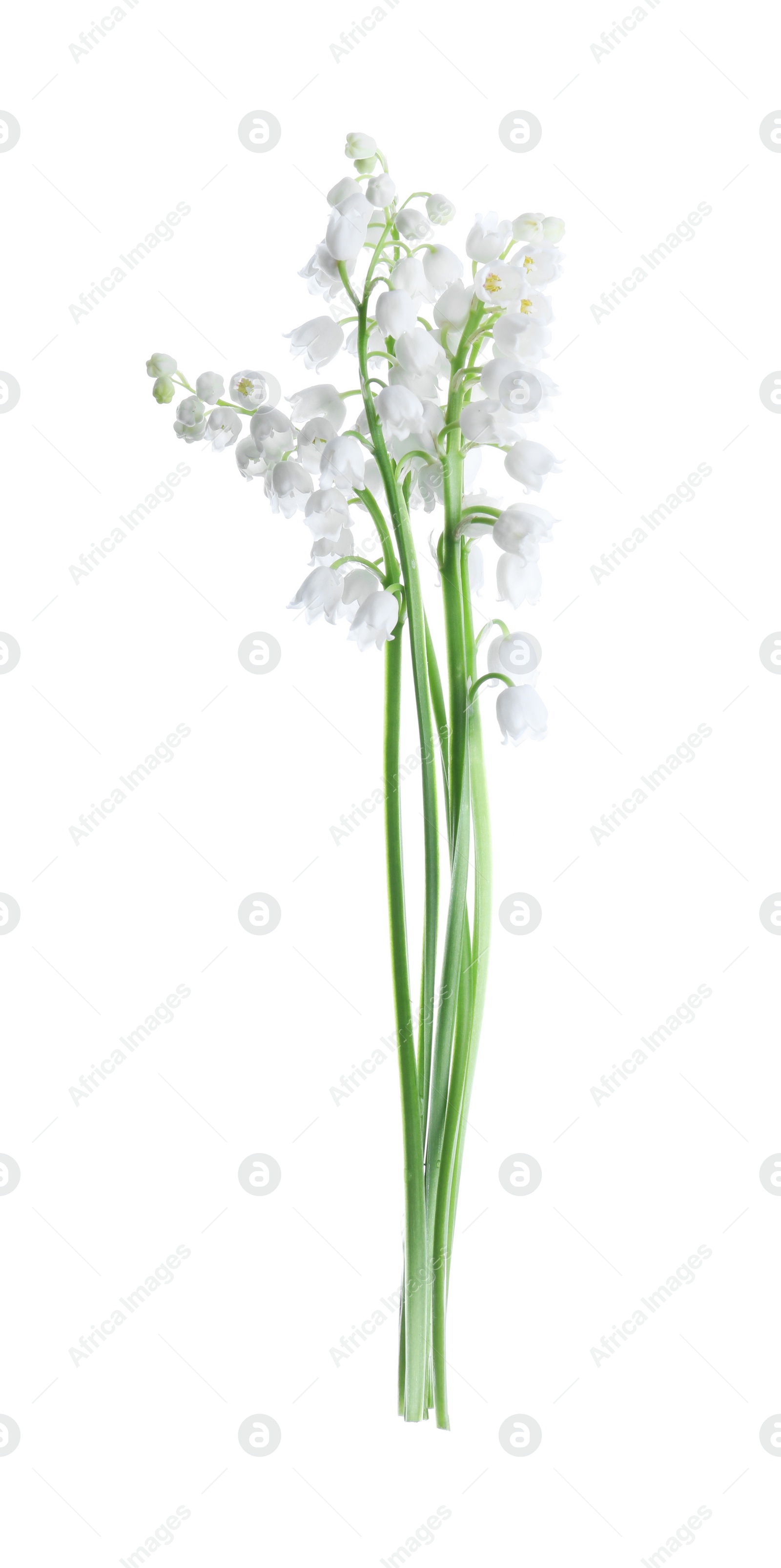 Photo of Beautiful lily of the valley flowers isolated on white