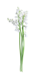 Beautiful lily of the valley flowers isolated on white