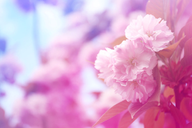 Image of Closeup view of blossoming spring tree outdoors, toned in blue and pink