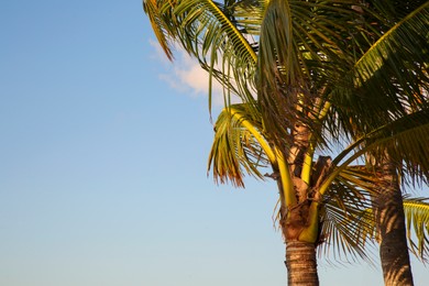 Photo of Beautiful palm trees with green leaves under clear blue sky