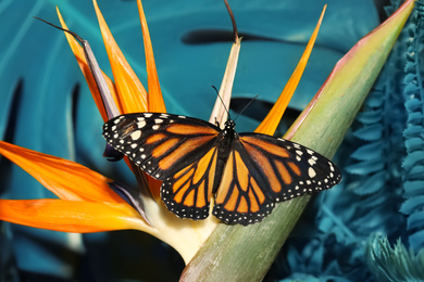 Beautiful monarch butterfly on tropical flower, closeup