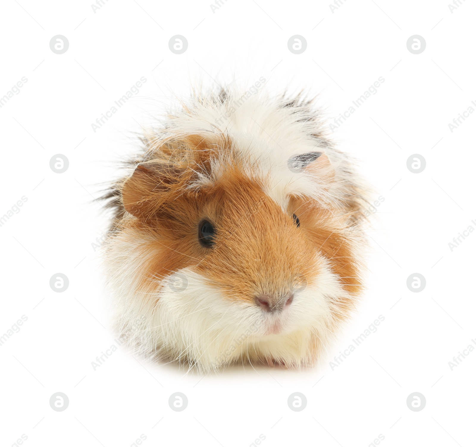 Photo of Cute funny guinea pig on white background