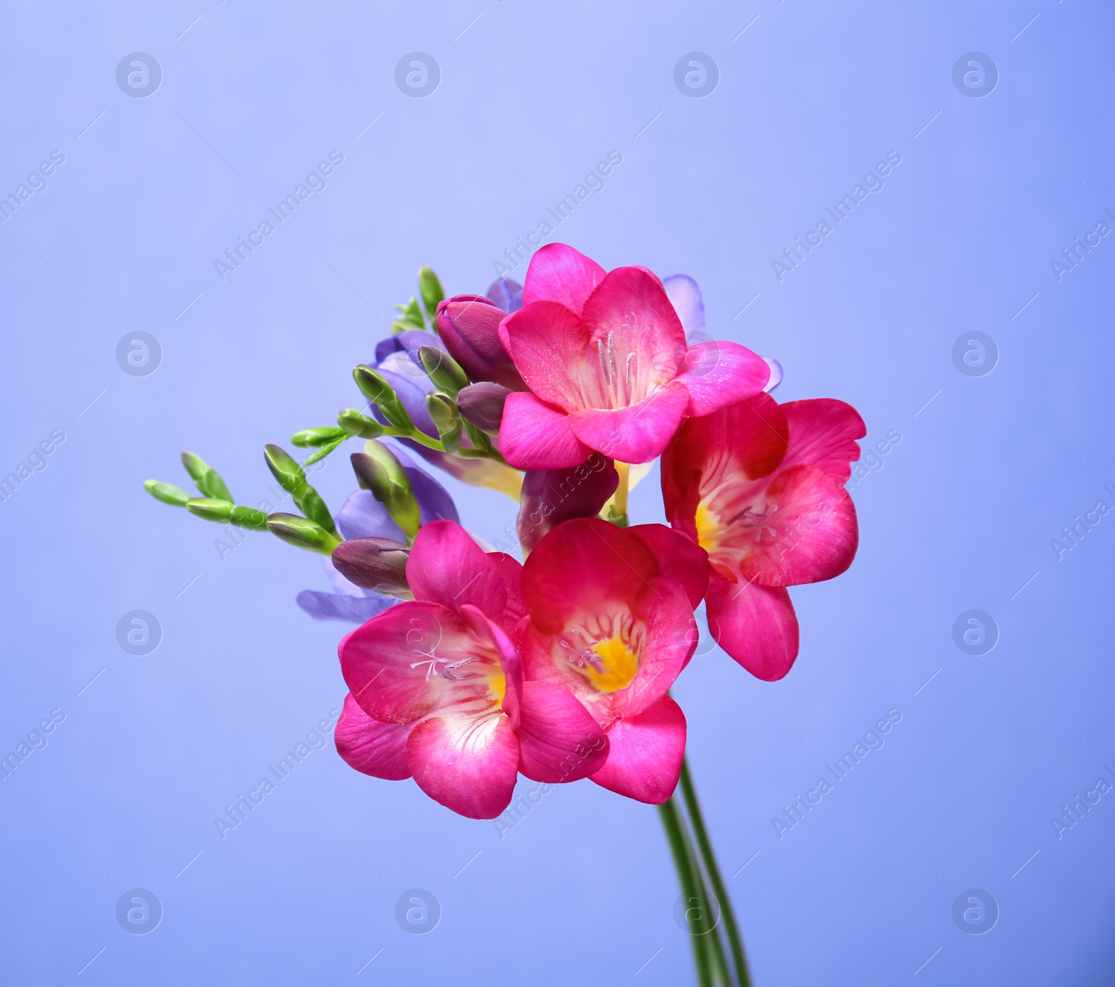 Photo of Beautiful freesia flowers on color background