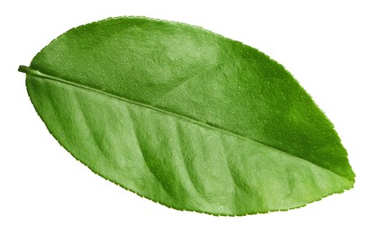 Green leaf of lemon tree isolated on white