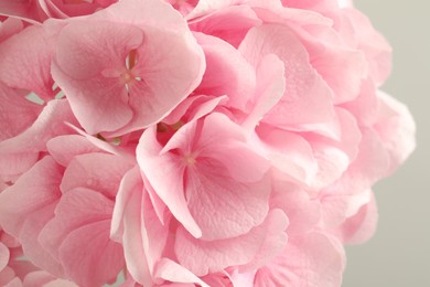 Photo of Beautiful pink hortensia flowers on light background, closeup