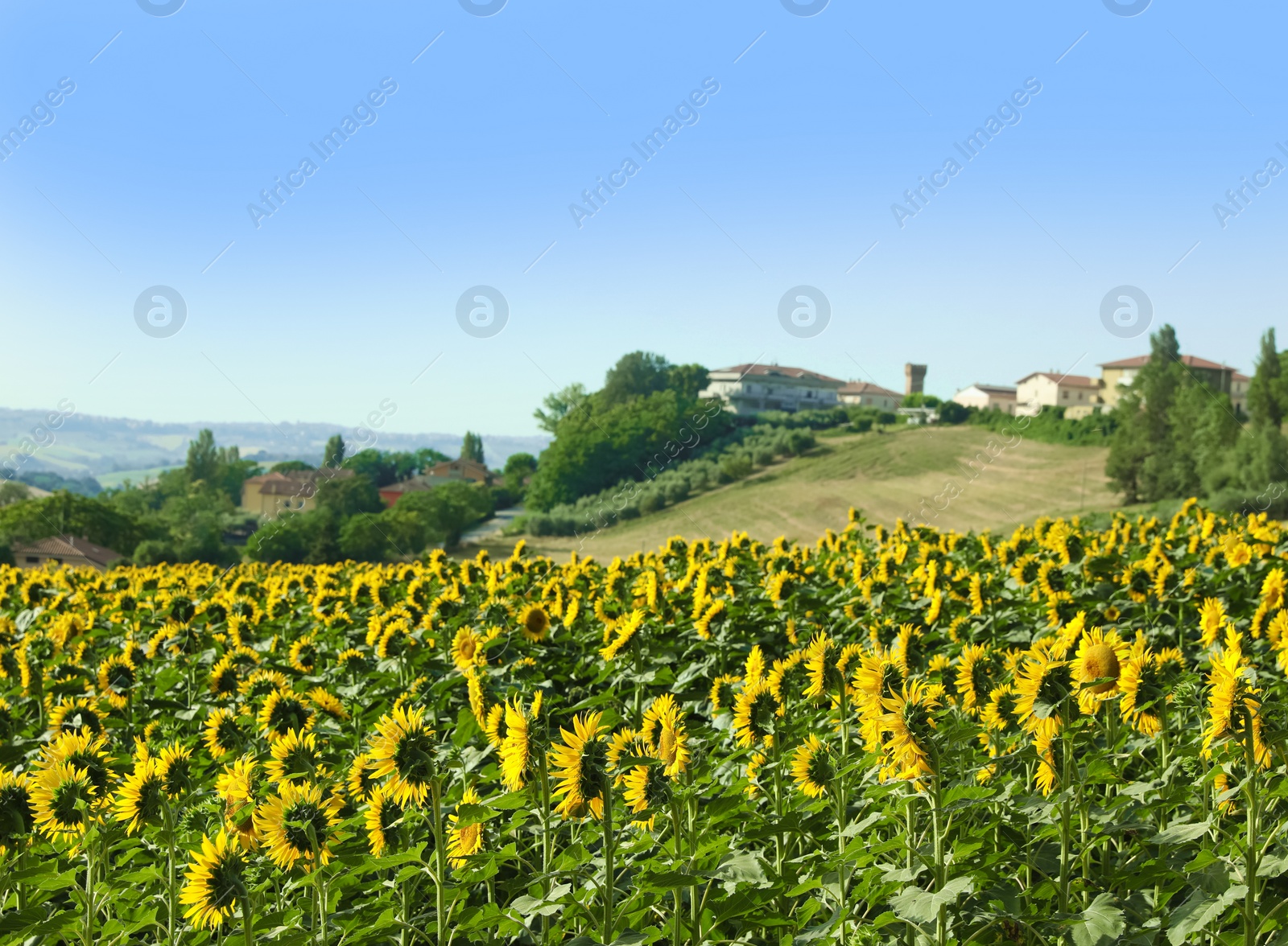 Photo of Amazing landscape with blooming sunflower field on sunny day