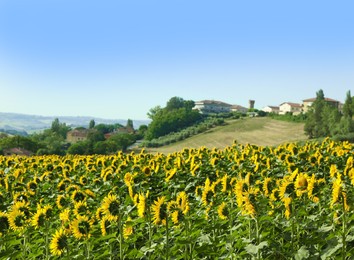 Amazing landscape with blooming sunflower field on sunny day