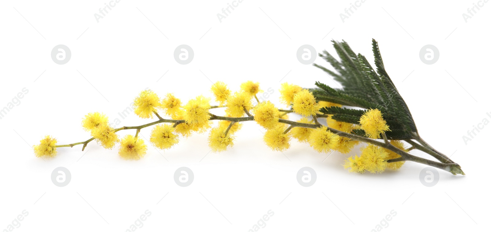 Photo of Beautiful mimosa branch with yellow flowers on white background