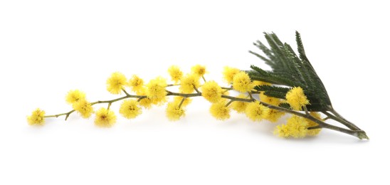 Photo of Beautiful mimosa branch with yellow flowers on white background