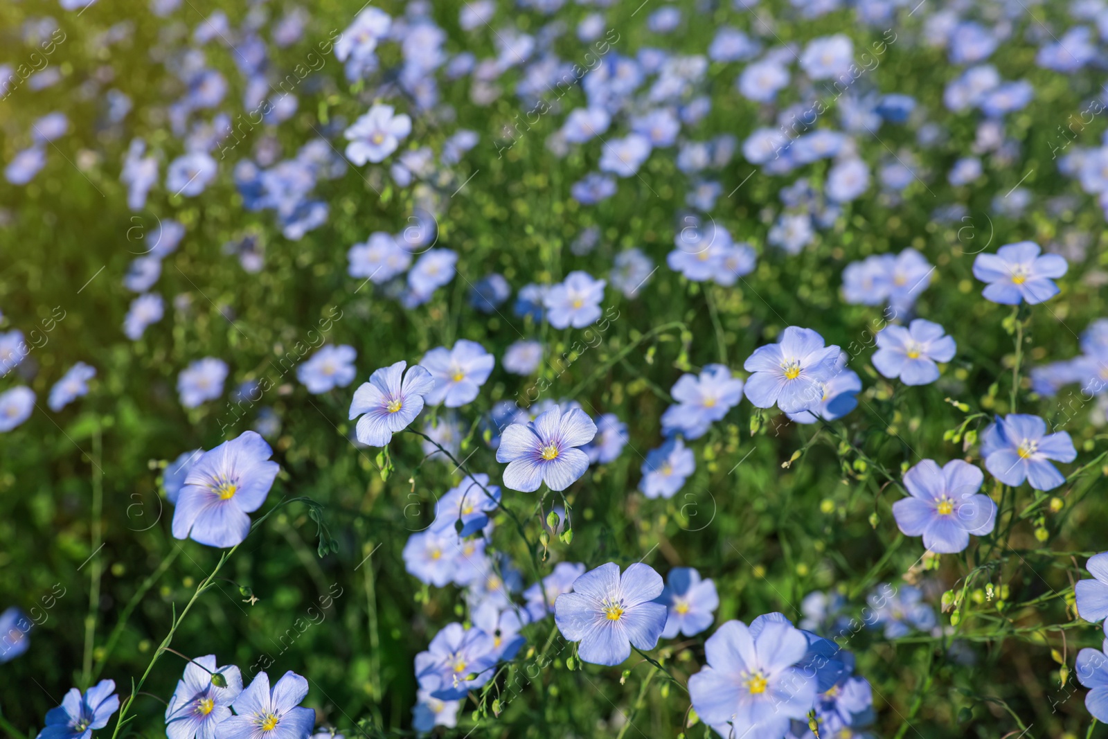 Photo of Many beautiful blooming flax plants in meadow