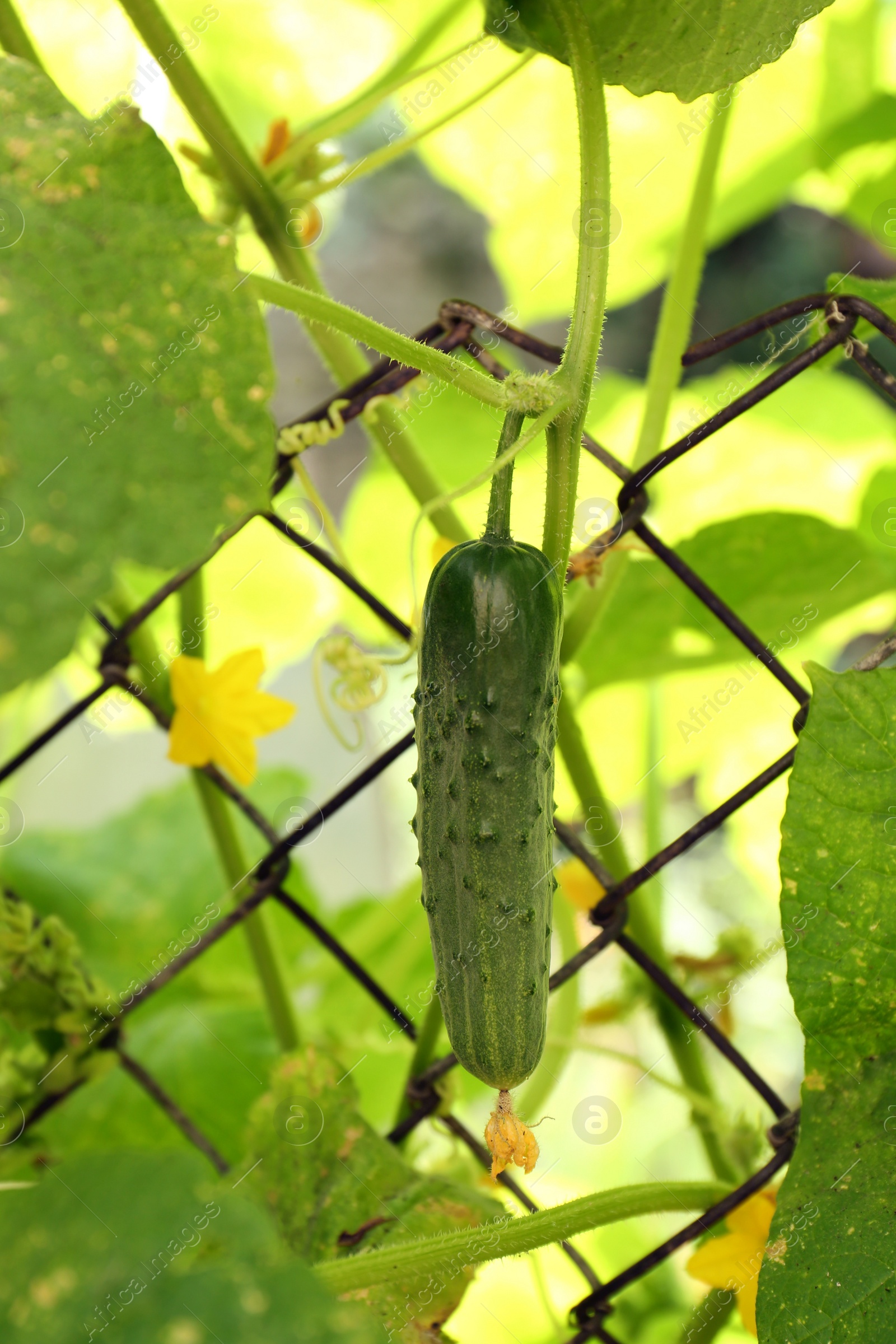 Photo of Cucumber ripening on bush near fence in garden