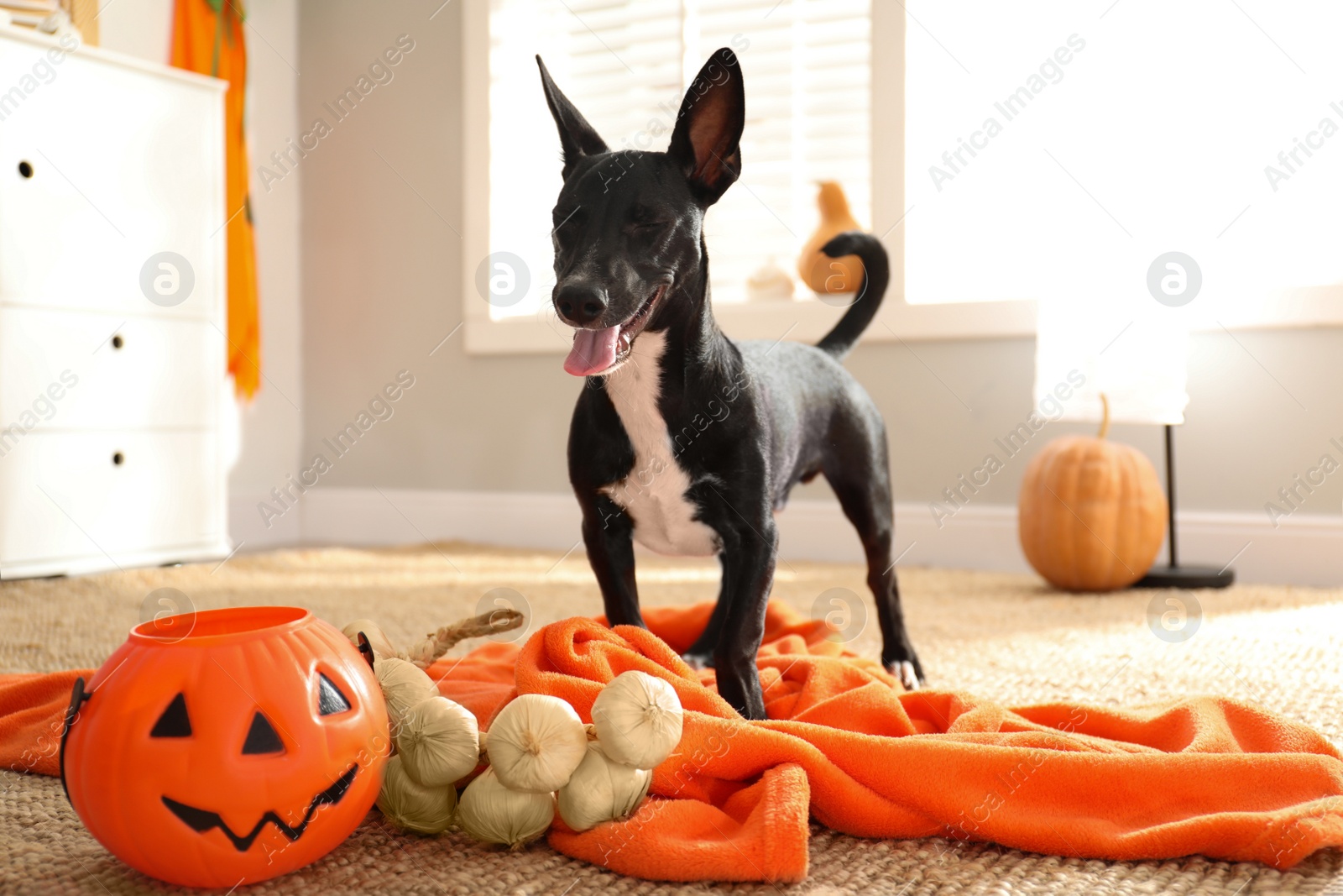Photo of Cute black dog with orange blanket and Halloween treat bucket on floor indoors