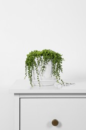 Beautiful green potted houseplant on white chest of drawers indoors