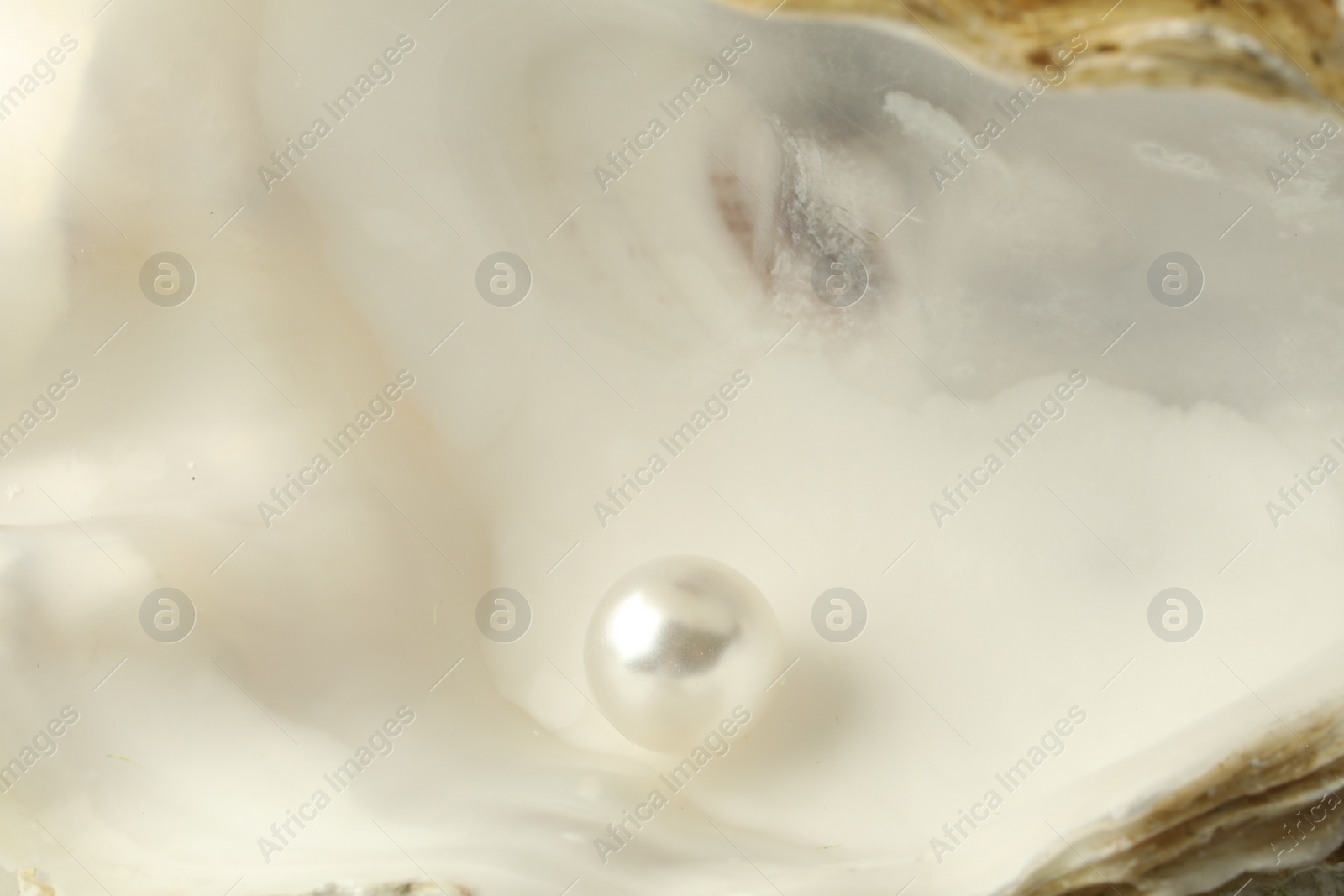 Photo of Open oyster with white pearl, closeup view