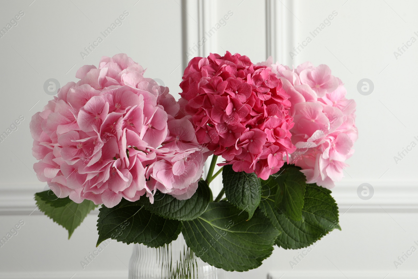 Photo of Vase with beautiful hortensia flowers near white wall