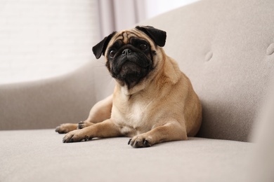 Happy cute pug dog on sofa indoors