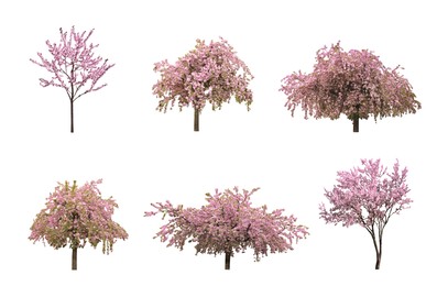 Image of Beautiful blossoming sakura trees on white background, collage 