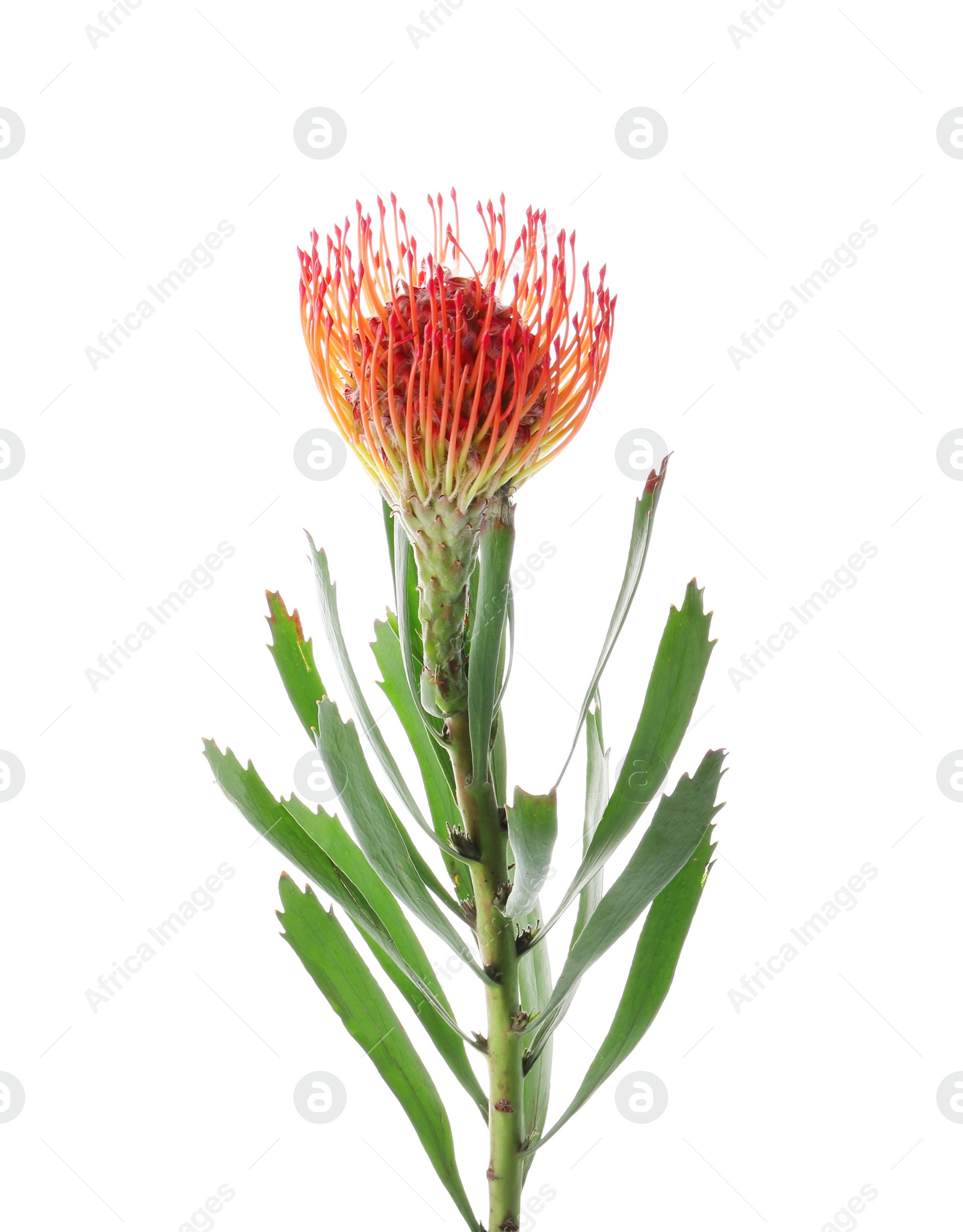 Photo of Beautiful protea flower on white background. Tropical plant