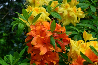 Photo of Blooming azalea plant with beautiful flowers outdoors, closeup