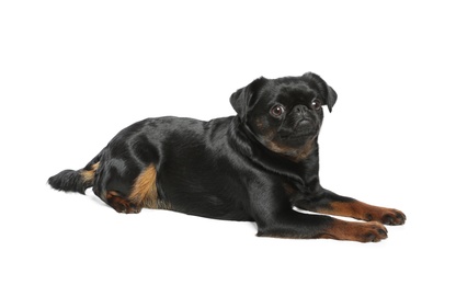 Photo of Adorable black Petit Brabancon dog lying on white background