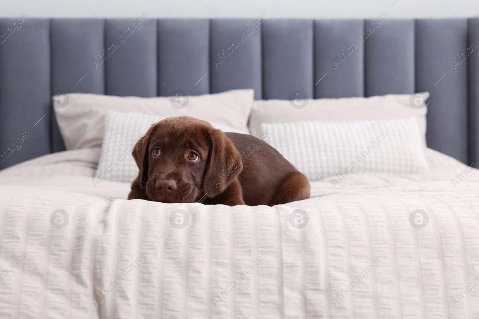 Photo of Cute chocolate Labrador Retriever on soft bed in room. Lovely pet