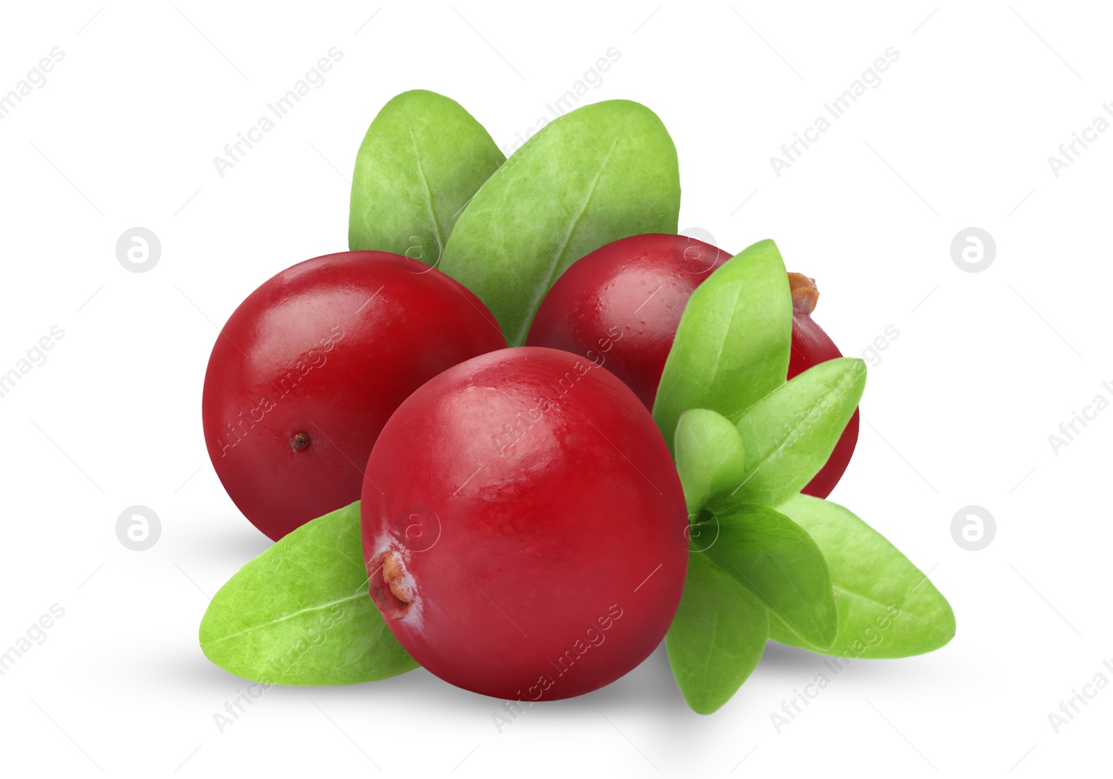 Image of Fresh ripe cranberries with leaves isolated on white