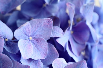 Beautiful lilac hortensia flowers as background, closeup