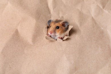 Photo of Cute hamster looking out of hole in kraft paper. Space for text