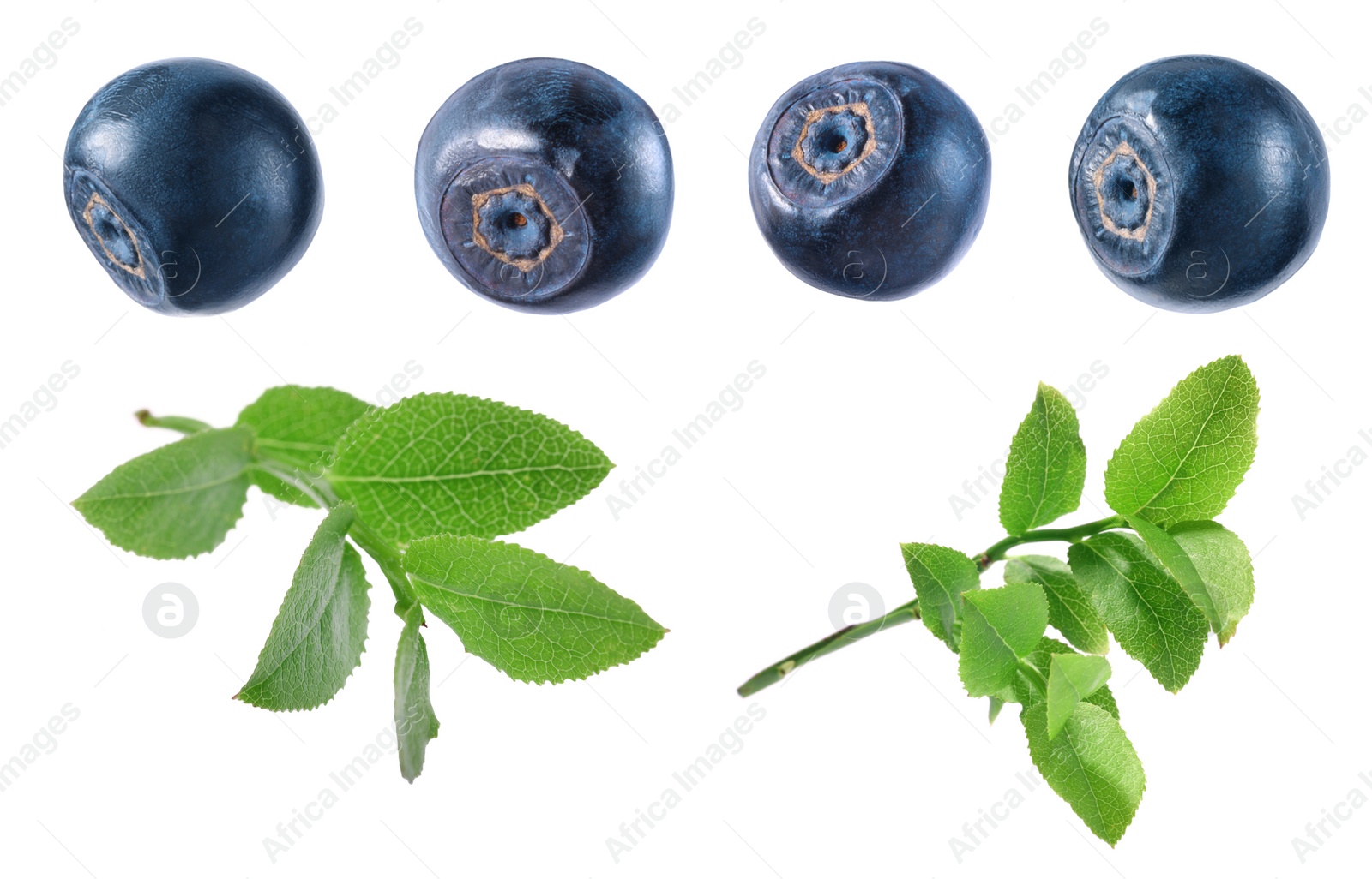 Image of Set with fresh ripe bilberries and green leaves isolated on white