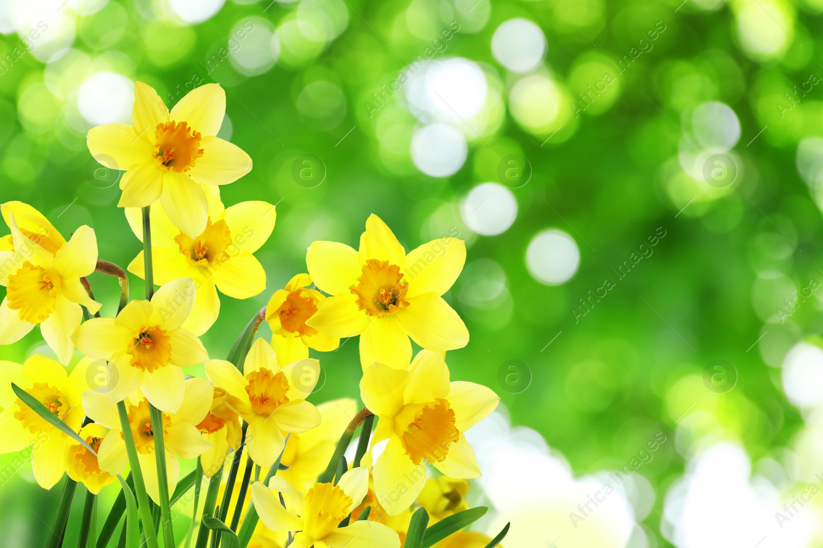 Image of Beautiful blooming yellow daffodils outdoors on sunny day, space for text