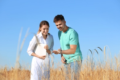 Photo of Agronomist with farmer in wheat field. Cereal grain crop