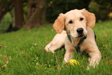 Cute Labrador Retriever puppy playing with ball on green grass in park, space for text