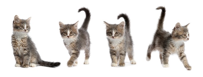 Adorable tabby kittens on white background, collage. Banner design