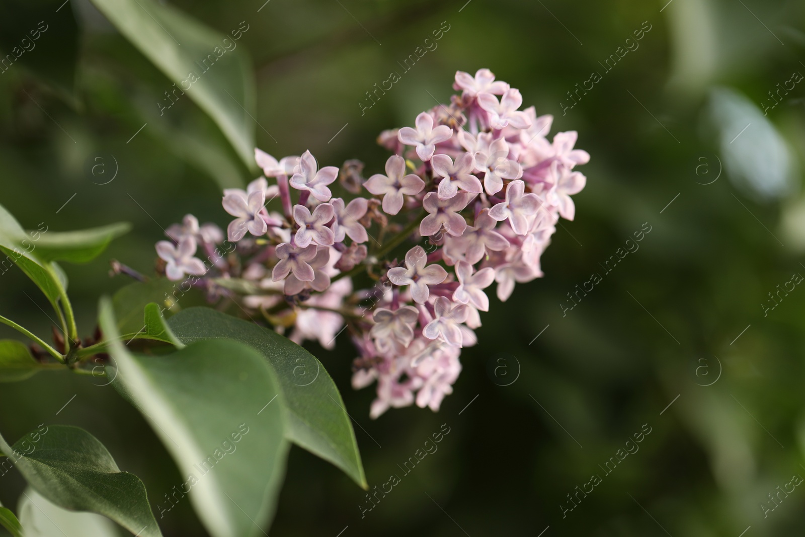 Photo of Blossoming lilac plant with fragrant pink flowers outdoors, closeup