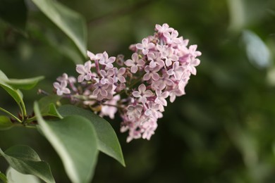 Blossoming lilac plant with fragrant pink flowers outdoors, closeup