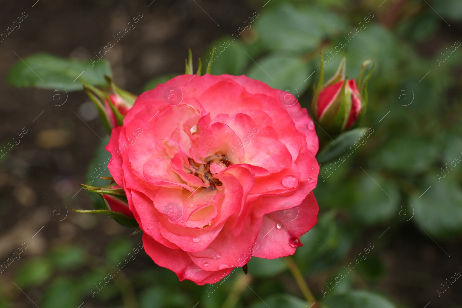 Photo of Beautiful pink rose flowers with dew drops in garden, closeup