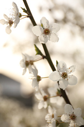 Photo of Closeup view of blossoming tree outdoors on spring day