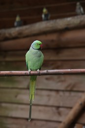Beautiful parrot sitting on branch in zoological garden