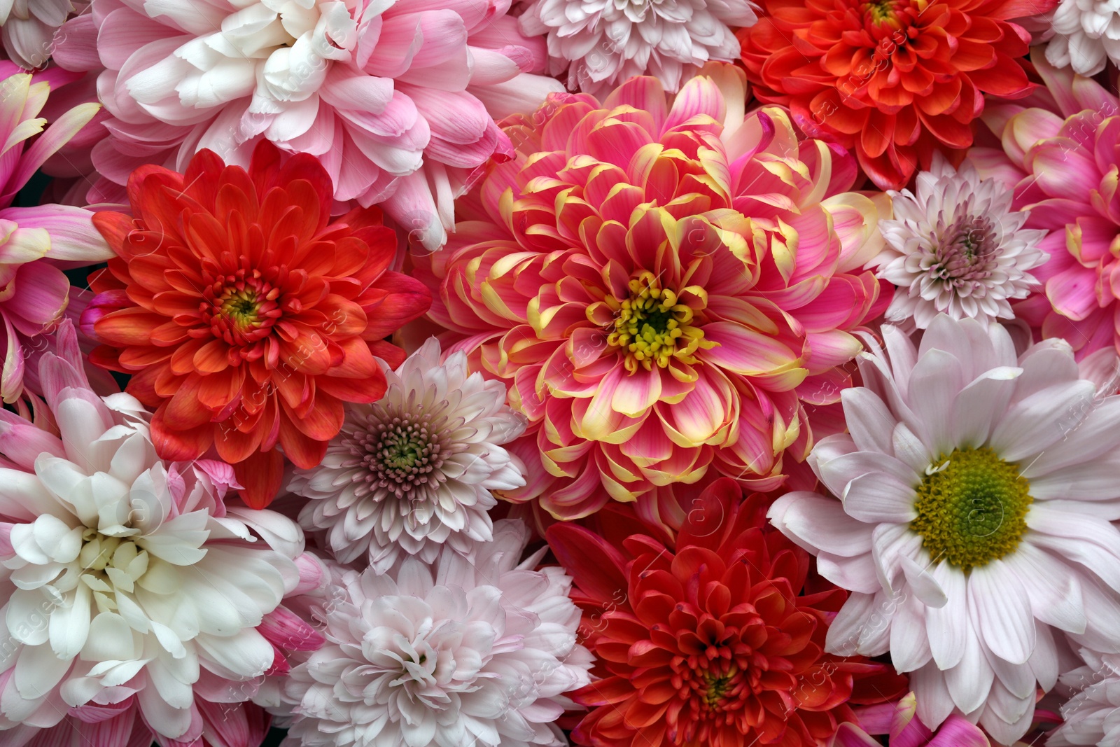 Photo of Many different beautiful chrysanthemums as background, closeup