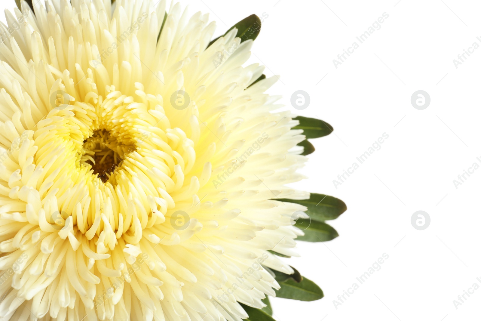 Photo of Beautiful aster flower on white background, closeup